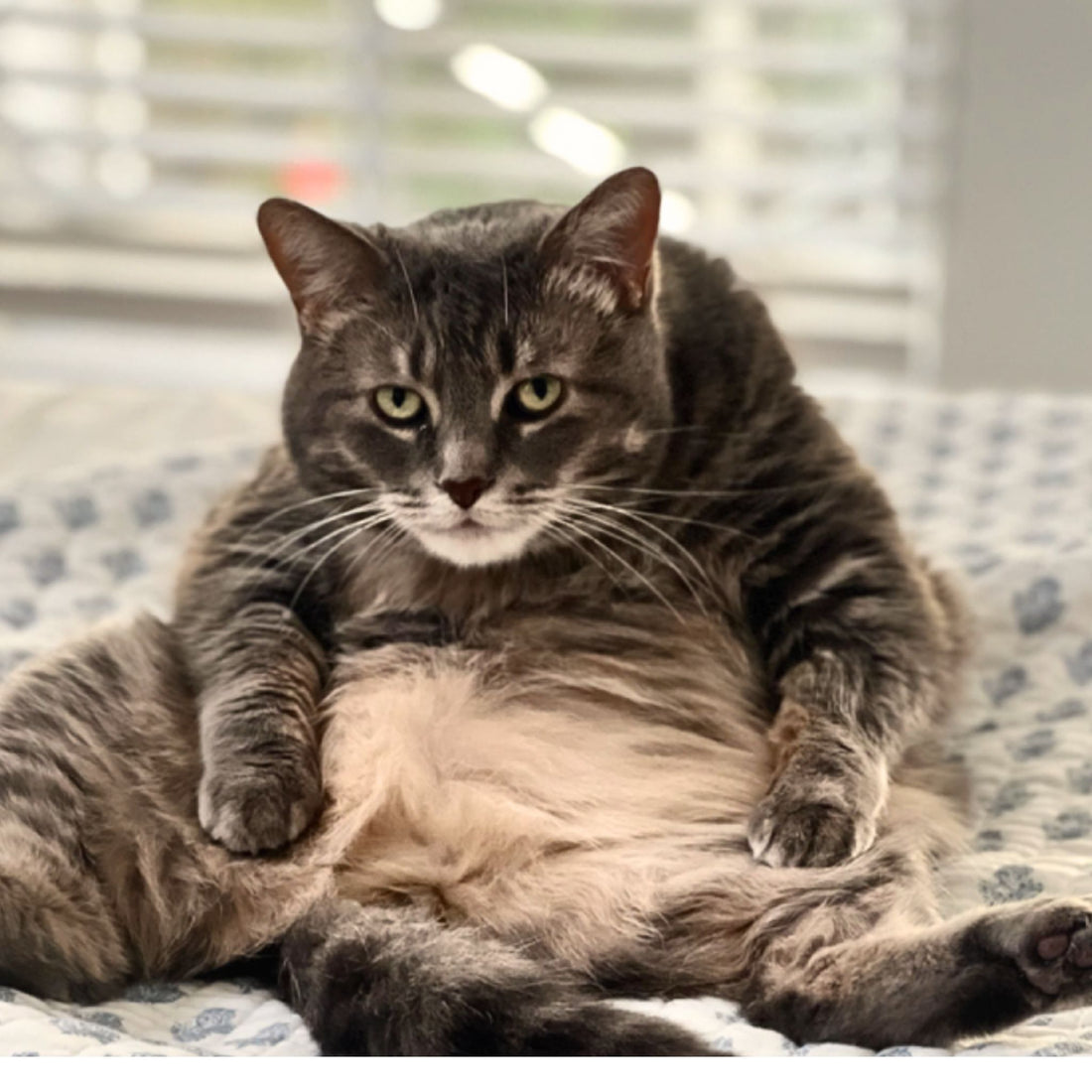 Health Benefits of Pets in the Home, Rallis Clean Living