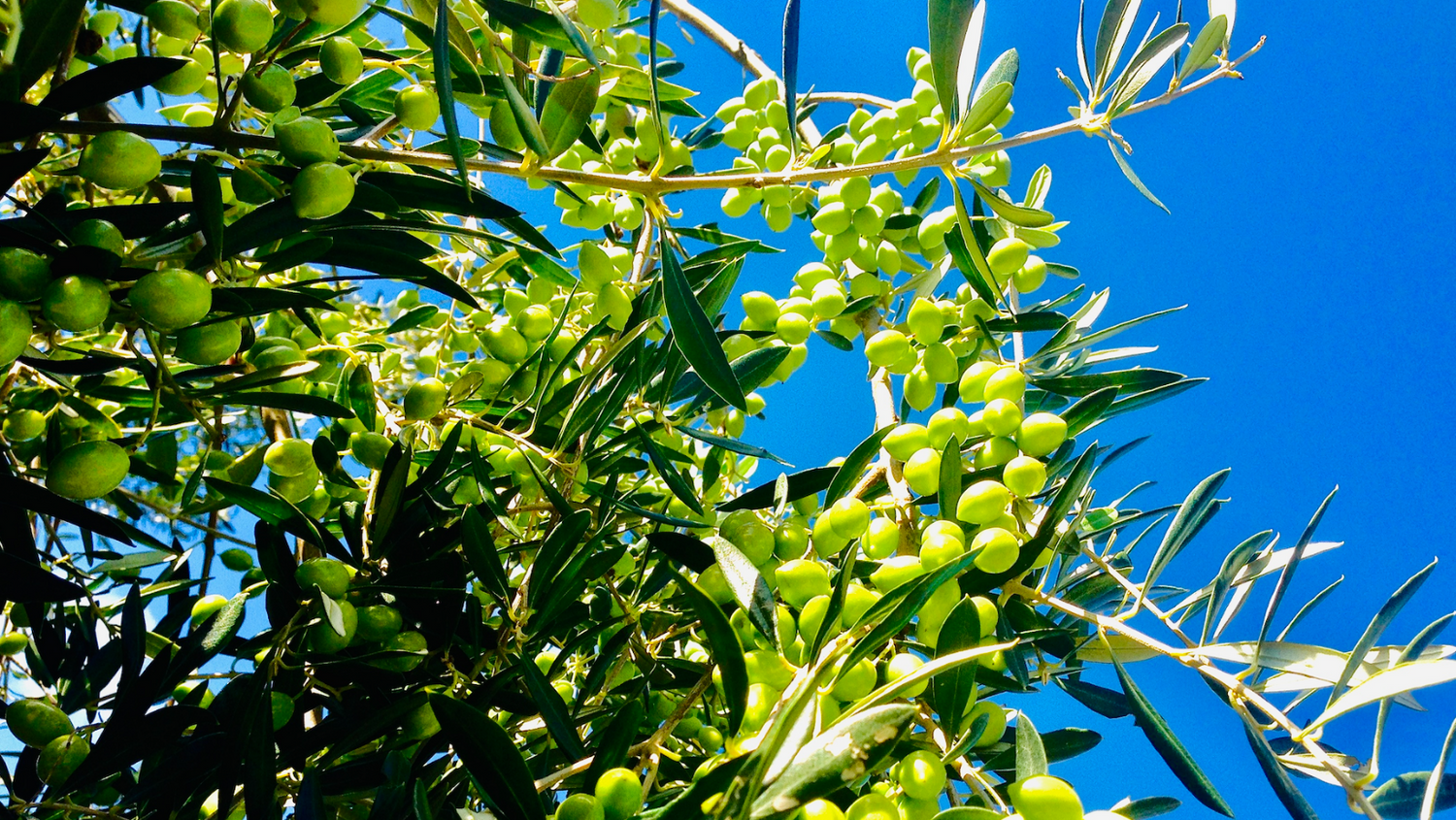Greece, Peloponese, Rallis Family Farm, Rallis Olive OIl, Ice Pressed, Rallis, Greek Family, Greek Olive Oil, Olive Grove, Olive Orchard