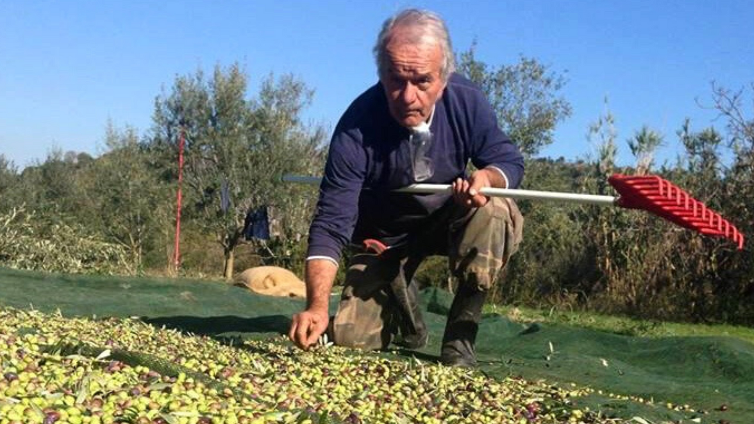 Nick Rallis, Nick Owen Sound, Rallis Olive Oil, Greece, Greek, Olive Oil Harvest, Olive Oil Farming