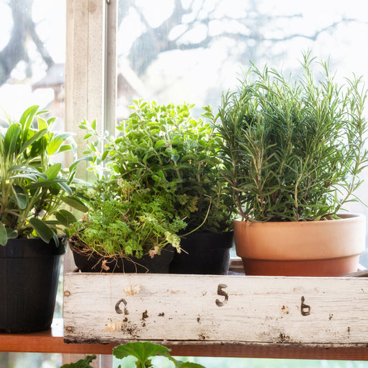 Rallis Clean Living How to Grow an Indoor Herb Garden
