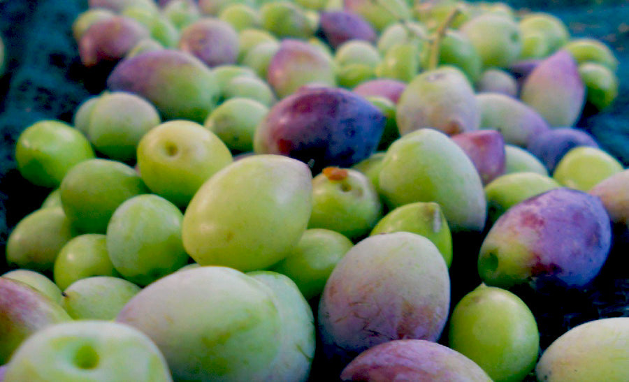 Rallis Olive Oil, Korneiki Olives, Greek Olives