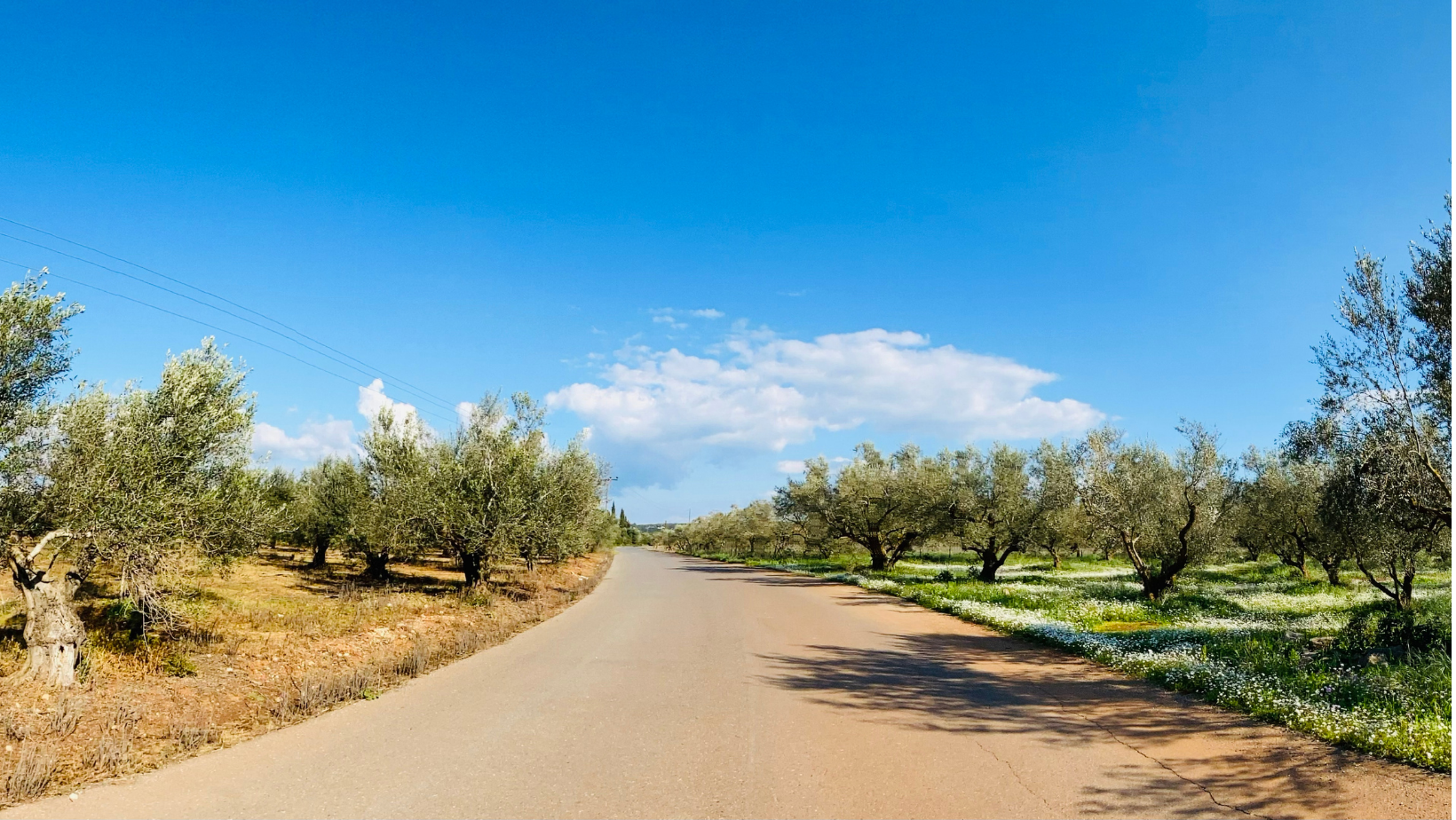 Olive Groves, Natural Farming, Organic Farming